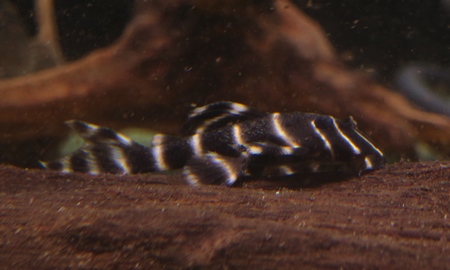 エンペラープレコ