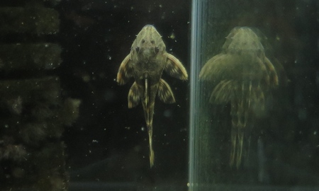 タイガープレコ