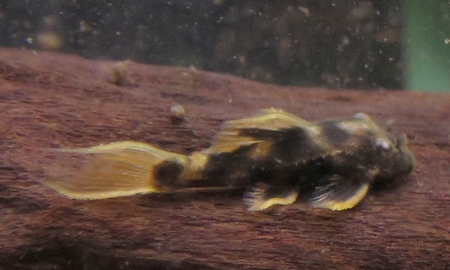 ウルトラスカーレットトリムプレコ