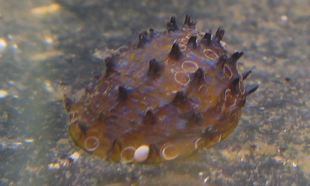 キングクッパスネール