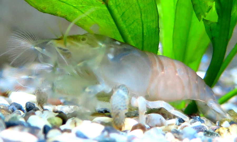中野愛魚園 エビ 貝類 両生類 ストックリスト 中野愛魚園 エビ 貝類 両生類 ストックリスト