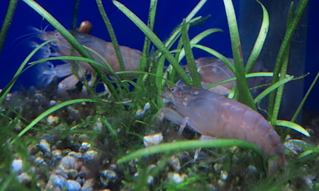 アフリカンロックシュリンプ(小)