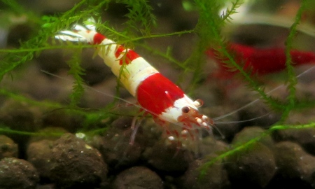 レッドビーシュリンプ