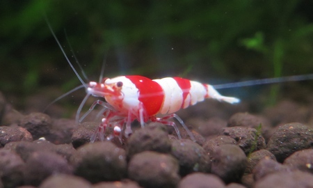 レッドビーシュリンプ