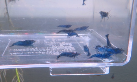 ブルーベルベットシュリンプ