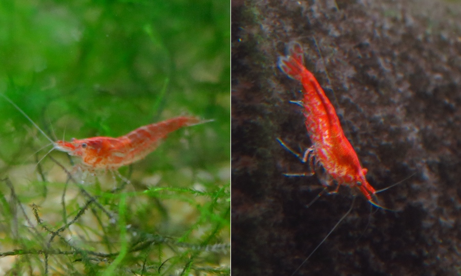 中野愛魚園 エビ 貝類 両生類 ストックリスト 中野愛魚園 エビ 貝類 両生類 ストックリスト