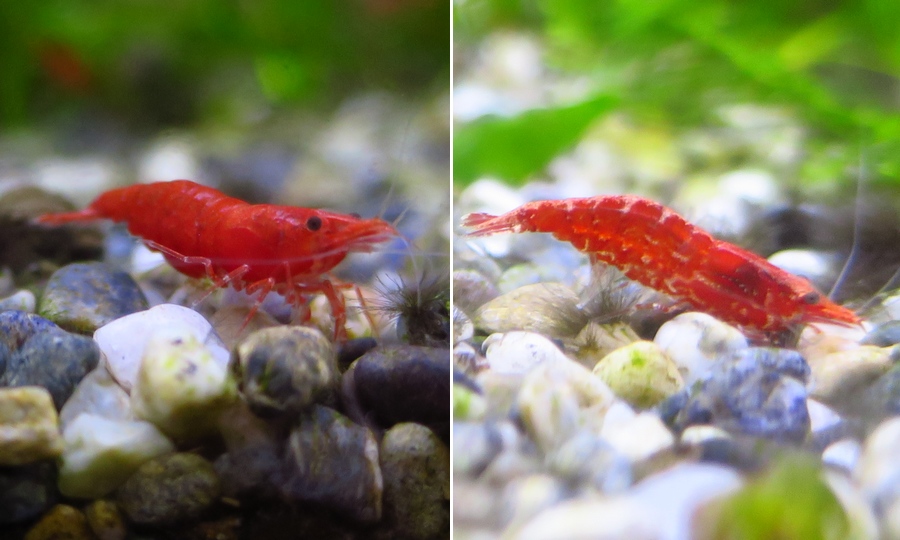 中野愛魚園 エビ 貝類 両生類 ストックリスト 中野愛魚園 エビ 貝類 両生類 ストックリスト
