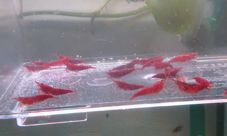スーパーレッドチェリーシュリンプ