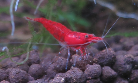 スーパーレッドチェリーシュリンプ