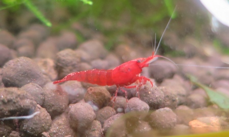 スーパーレッドチェリーシュリンプ