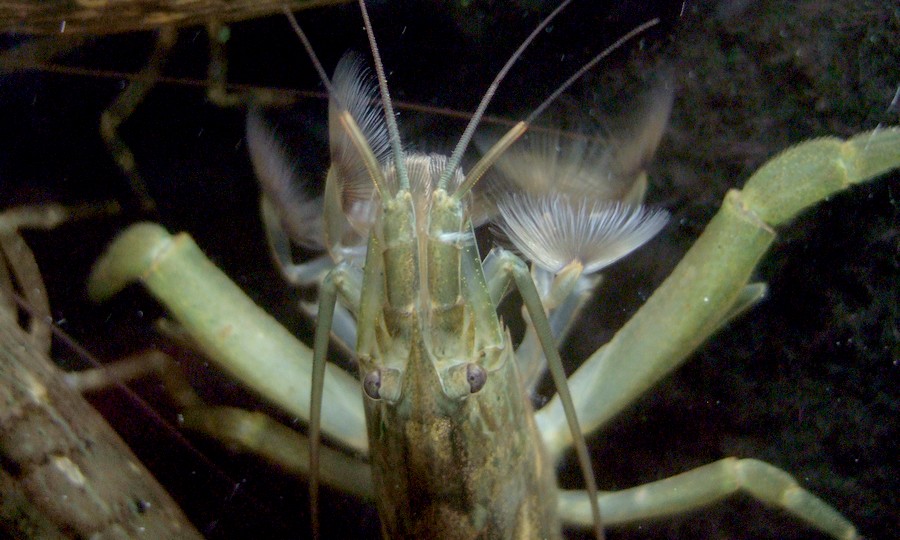 中野愛魚園 ロックシュリンプ