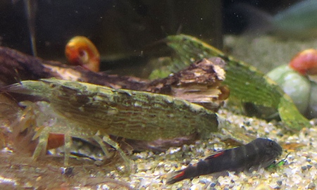 ロックシュリンプ