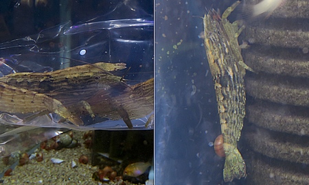 ロックシュリンプ