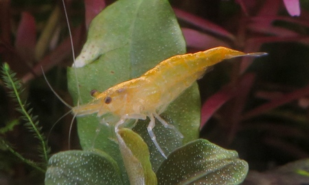 イエローチェリーシュリンプ