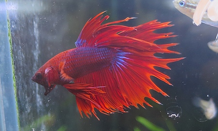 ベタ クラウンテール