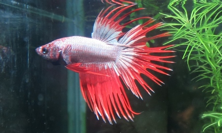 ベタ・クラウンテール