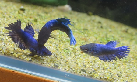 ベタ クラウンテール　(メス)