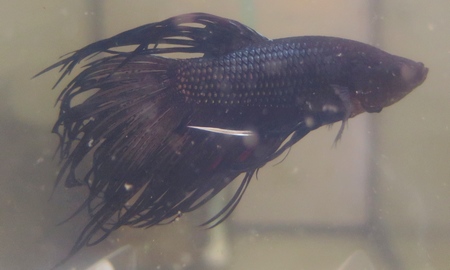 ベタ・クラウンテール ブラックオーキッド(黒蘭)