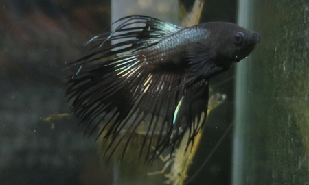 ベタ・クラウンテール ブラックオーキッド(黒蘭)