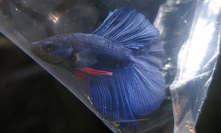 ベタ ダブルテール　(オス)