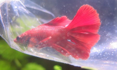 ベタ ダブルテール　(オス)