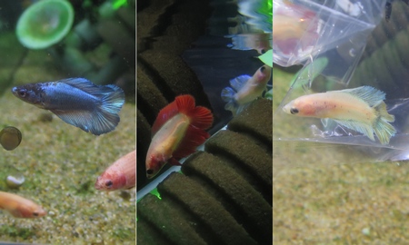 ベタ ダブルテール　(メス)