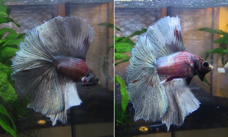 ベタ フルムーン (雄)