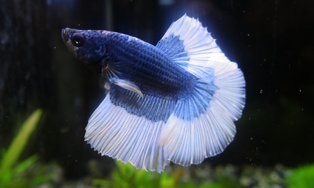 ベタ・ハーフムーン　カミハタセレクト　