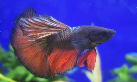 ベタ ハーフムーン