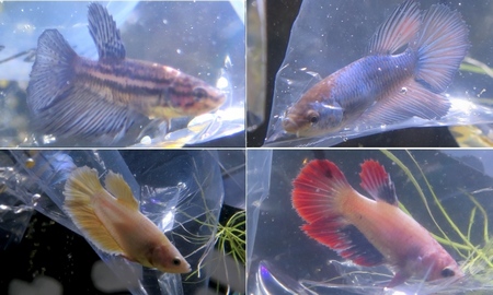 ベタ ハーフムーン