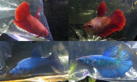 ベタ ハーフムーン