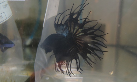 ベタ キングクラウンテール (雄)