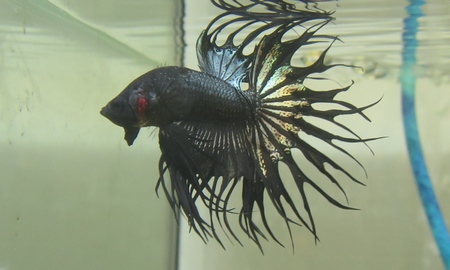ベタ キングクラウンテール　(雄)