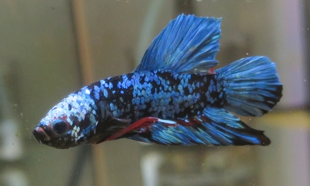 ベタ プラカット ブルースター