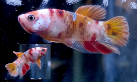 ベタ プラカット キャンディニモ