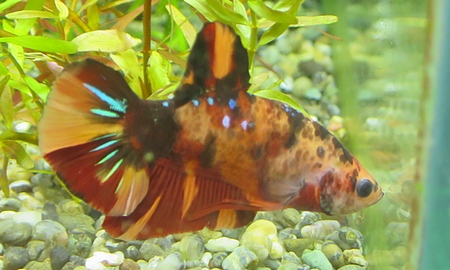 ベタ プラカット　ニモ