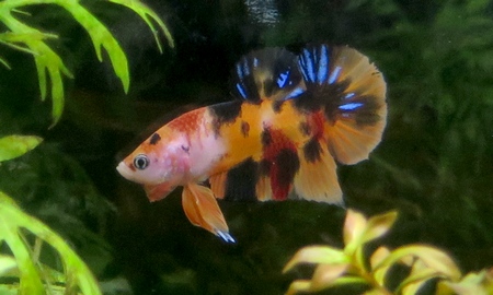 ベタ プラカット ニモ