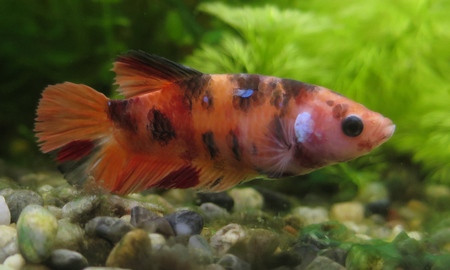 ベタ プラカット ニモ メス