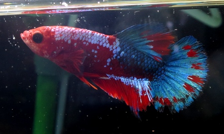 ベタ プラカット テールレッドスター