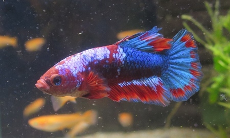 ベタ　プラカット テールレッドスター