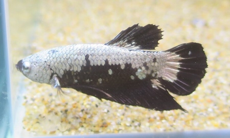 ベタ プラカット　ブラックサムライ