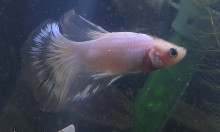 ベタ スーパーデルタ(カミハタセレクト) (雄)