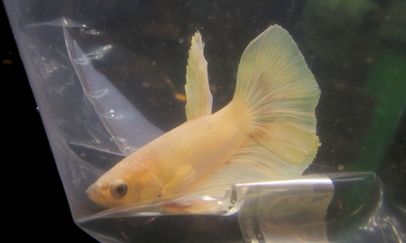 ベタ・スーパーデルタ スーパーホワイト