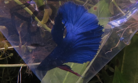 ベタ・スーパーデルタ(雄)