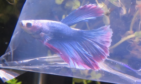 ベタ・スーパーデルタ(雄)