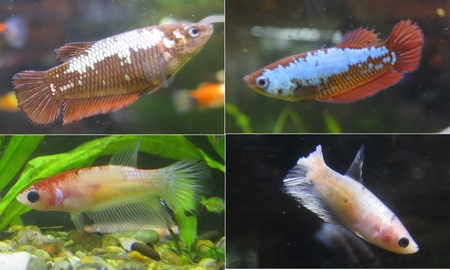 ベタ・スーパーデルタ(雌)