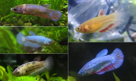 ベタ・スーパーデルタ(雌)