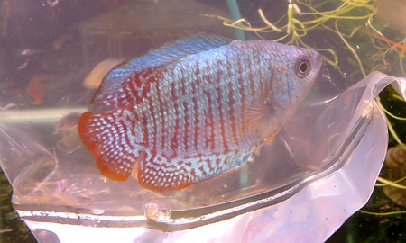 ベタ・スーパーデルタ(雄)