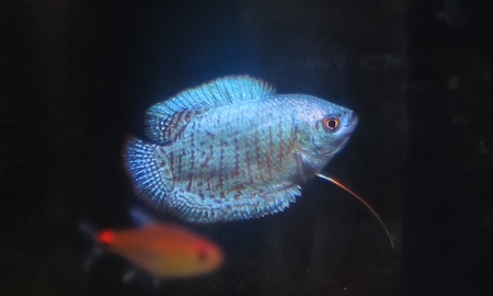 ネオンドワーフグラミー(オス)