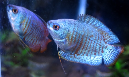 ネオンドワーフグラミー(オス)